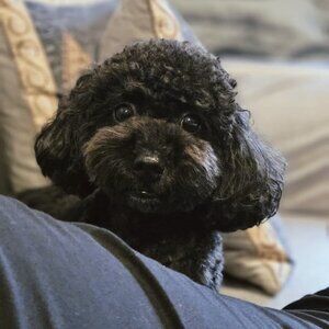 Meet your Posher, Ragam